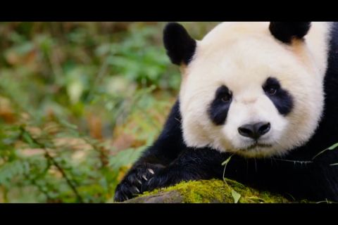 Misi Taman nasional China tingkatkan populasi panda raksasa