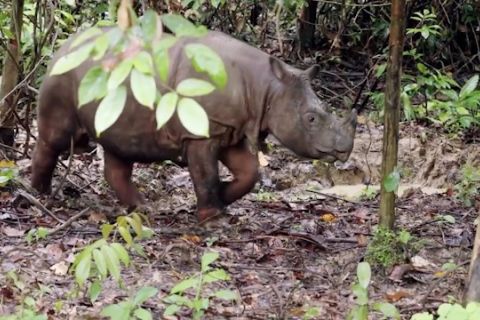 Dua ekor badak kalimantan melawan kepunahan