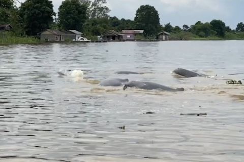 Pemerintah batasi aktivitas tambang di kawasan konservasi pesut Kaltim