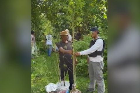 Satuan Reserse Narkoba bongkar kebun ganja di Desa Togawa