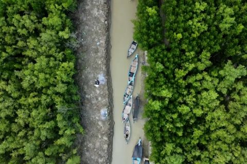 Mangrove, sabuk hijau pelindung wilayah pesisir Mempawah