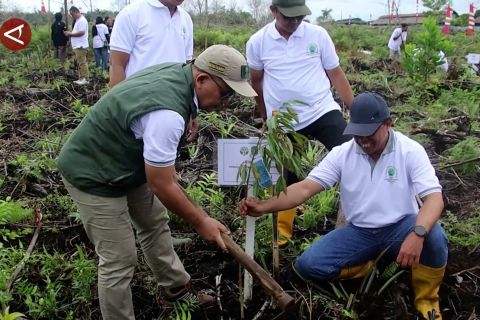 BPDAS rehabilitasi lahan kritis hutan lindung di Kubu Raya