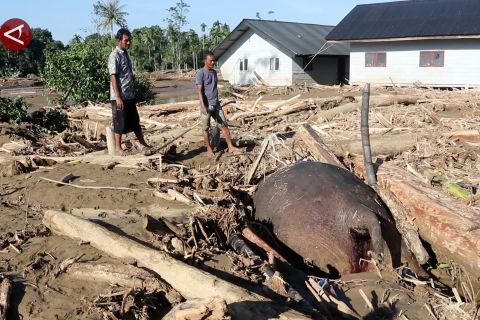 Warga temukan bangkai Gajah Sumatera terseret arus banjir