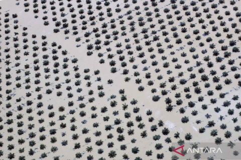 Begini dampak banjir di Agam, kebun sawit turut terendam