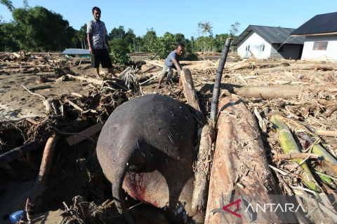 Foto pilihan pekan pertama Desember 2025