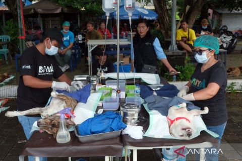 Sterilisasi anjing liar cegah rabies di kawasan wisata Denpasar Bali