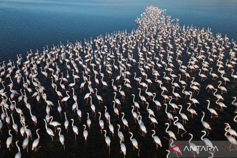 Ribuan flamingo penuhi Danau Qarun Mesir saat migrasi musim dingin