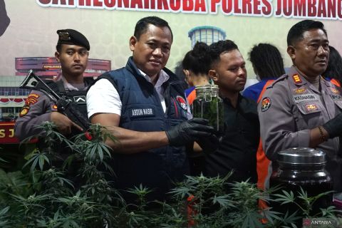 Ungkap hasil kebun ganja di Jombang