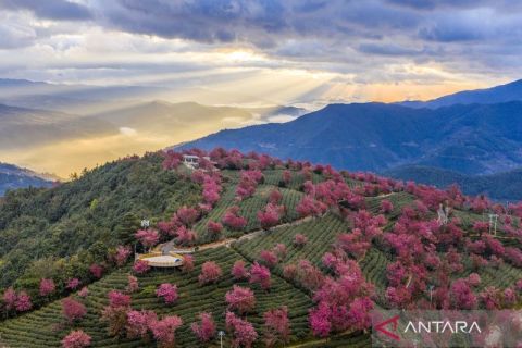 Wajah keindahan sakura musim dingin di Gunung Wuliang Yunnan