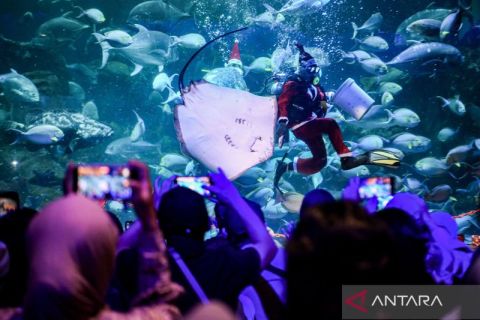 Momen Sinterklas beraksi memberi makan ikan pari