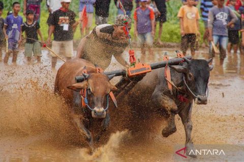 Karapan sapi sakak sebagai ajang promosi wisata di Probolinggo