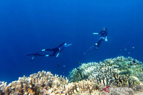 Menikmati gugusan terumbu karang di Bone Bolango