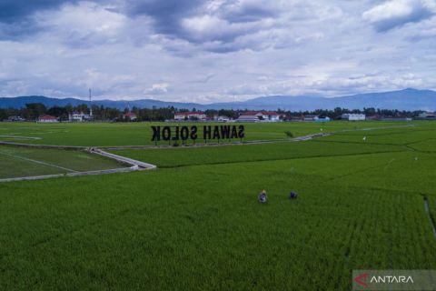 Alokasi Pupuk Subsidi Sumatera Barat