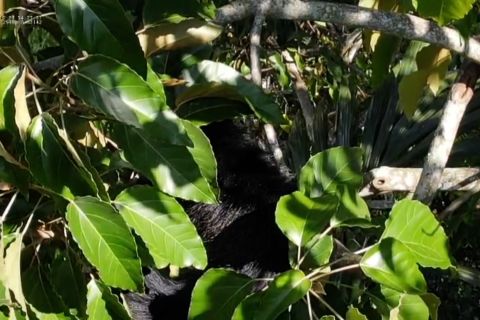 BKSDA Sumbar pantau satwa langka yang muncul usai bencana di Agam