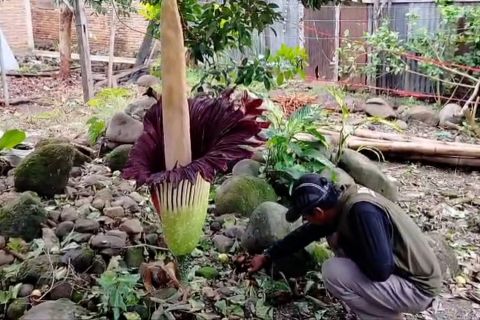 Bunga bangkai raksasa mekar perdana di pekarangan warga Agam