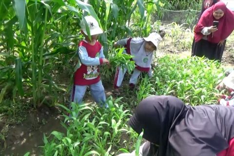 Cara petani muda asal Sleman olah lahan dan kelola edu wisata