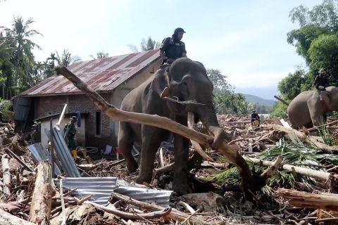 Gajah dikerahkan ke Pidie Jaya, bersihkan material kayu sisa banjir