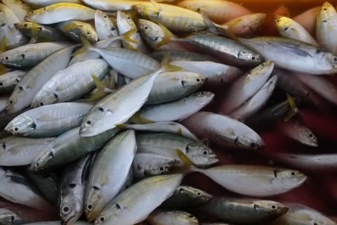 KKP: Ekspor perikanan 2025 capai Rp84,54 triliun, tembus 147 negara