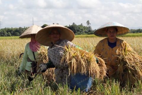 Produksi padi Kalsel 2025 1,17 juta ton, lampaui target nasional