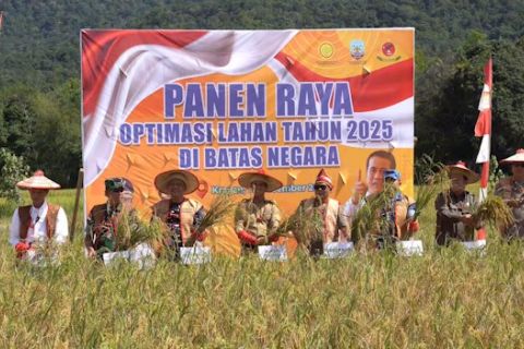 Panen raya Krayan, Kaltara optimalkan sawah perbatasan negara