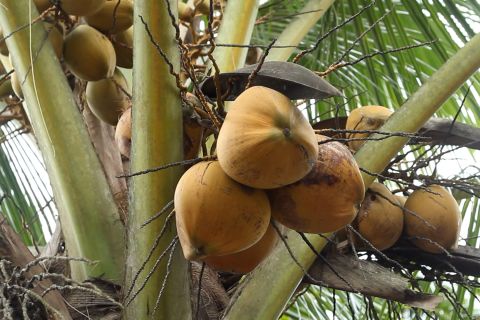 Kalsel kembangkan komoditas kelapa genjah dukung program MBG