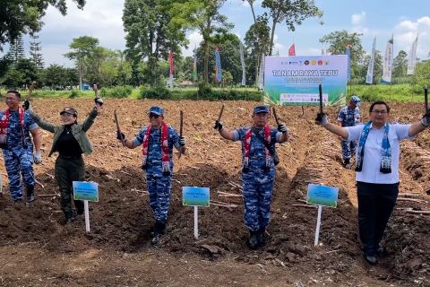 TNI AU gelar panen raya tebu untuk perkuat ketahanan pangan