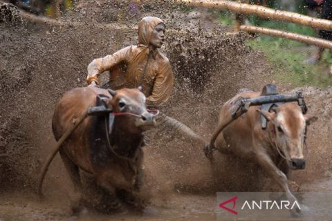 Pacu Jawi kembali digelar di Tanah Datar, jadi daya tarik wisata pascabencana