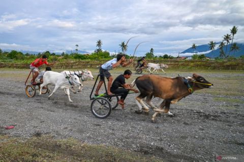 Tradisi balap sapi di Sigi sebagai ungkapan syukur usai musim panen padi