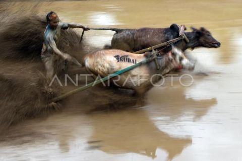 Pacu jawi awal tahun 2026