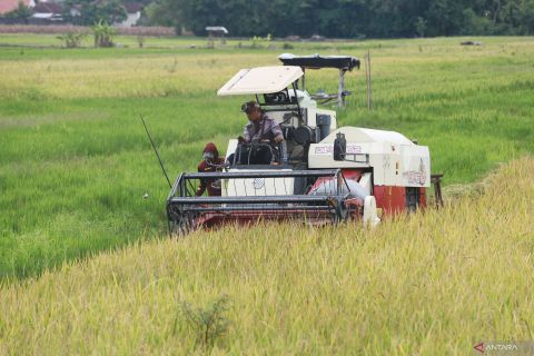 Perkiraan panen raya padi nasional maju