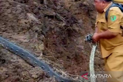 Bukan cuma lumpur, pasca banjir di Tapsel ular juga ikut muncul