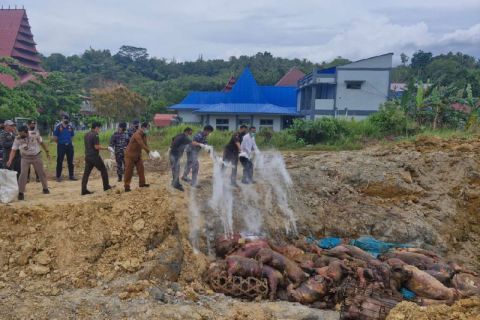 Badan Karantina musnahkan 227 ekor babi yang masuk ke Nias