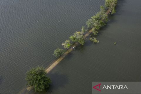 Banjir rendam 1.970 hektare sawah di Kudus