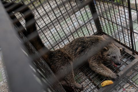 Penyelamatan Binturong hasil serahan warga