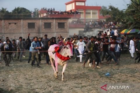 Tradisi karapan sapi di Bangladesh