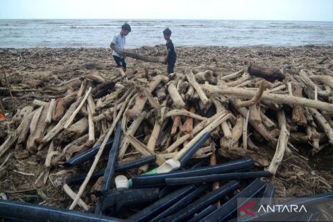 Terbawa banjir bandang, kayu gelondongan penuhi pantai utara Tegal
