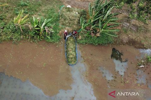 Curah hujan tinggi bikin panen merosot, petani di Rorotan angkut padi di tengah banjir