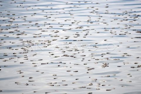 Dampak angin kencang di Danau Maninjau
