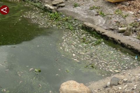 Angin kencang picu kematian massal ikan di Danau Maninjau