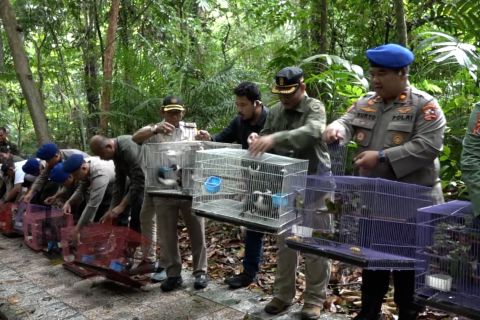 Ratusan burung endemik Sultra hasil selundupan kembali ke habitat