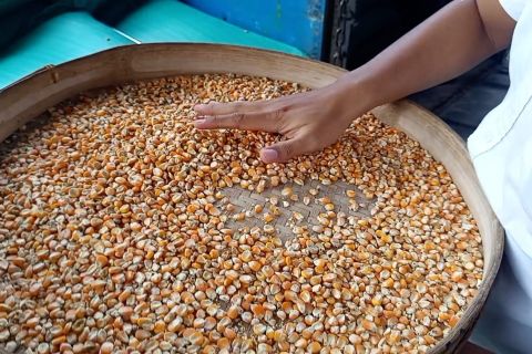 Bulog Madiun serap jagung petani jaga stabilitas harga dan pasokan