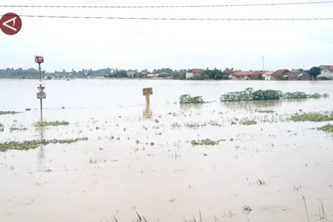 DKPP Kab. Serang ajukan bantuan benih padi akibat puso