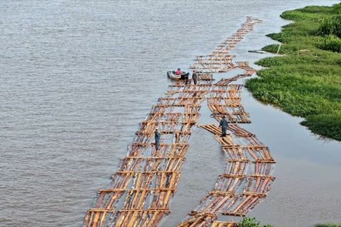 Gakkum Kehutanan gagalkan peredaran 1.500 batang kayu ilegal di Kabar
