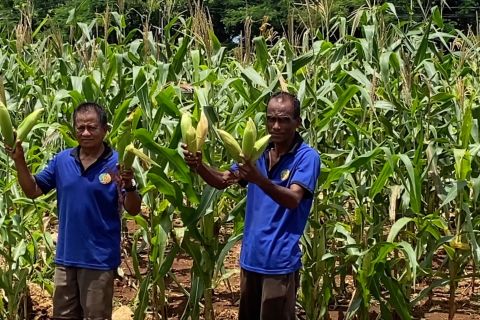 Lapas Kupang panen jagung hibrida hasil pemberdayaan warga binaan