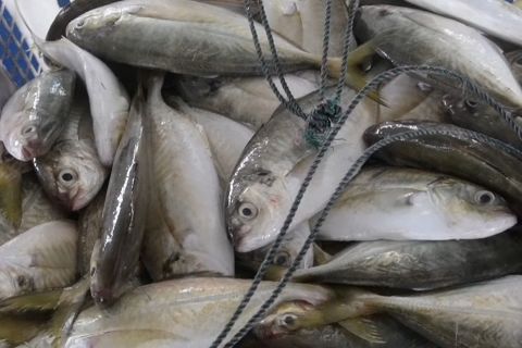 Nilai ekspor perikanan Babel naik 19,58 persen pada tahun 2025