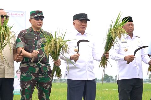 Panen raya di Batola, produksi padi Kalsel tunjukan tren positif
