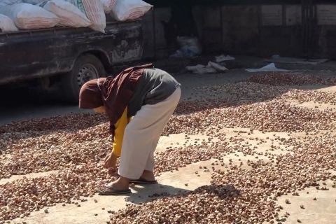 Pascabencana, produksi pinang meningkat di Agam