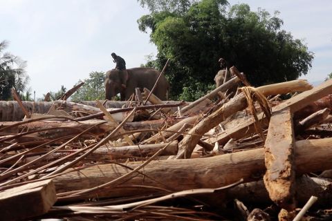 Pemprov Aceh izinkan pemanfaatan kayu hanyutan untuk rekonstruksi