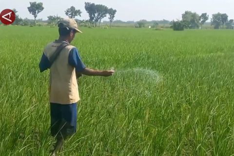 Alokasi pupuk terbatas, petani Ngawi diimbau kombinasikan