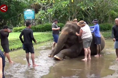 BKSDA Bali tegaskan larangan gajah tunggang di lembaga konservasi